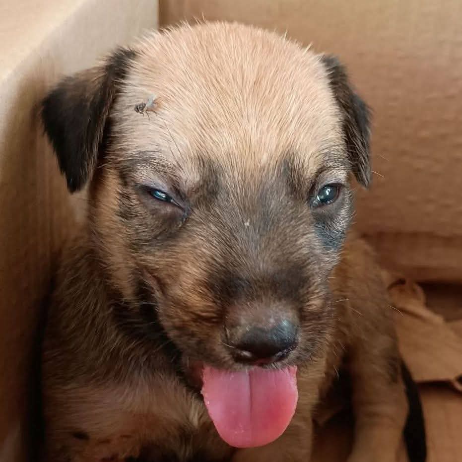 FernSenpai 🌞 🦙 tweet media