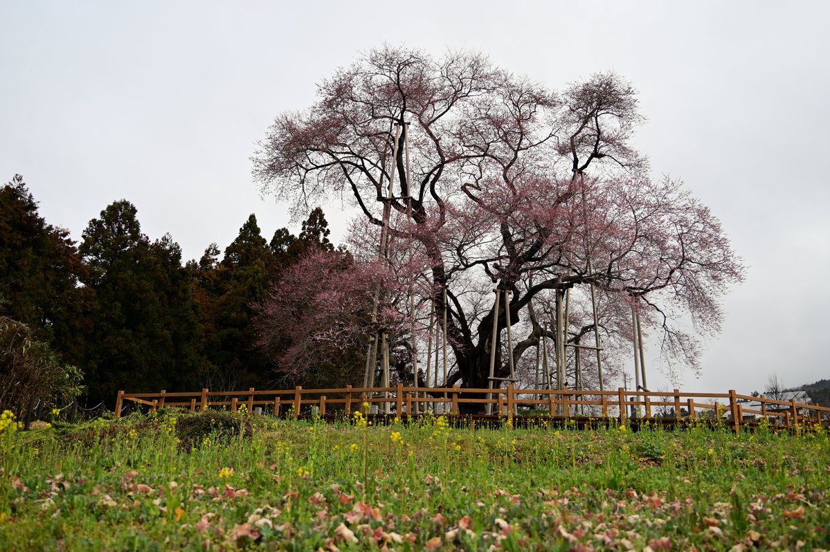 珈琲香坊　店主＠矢祭町 tweet media