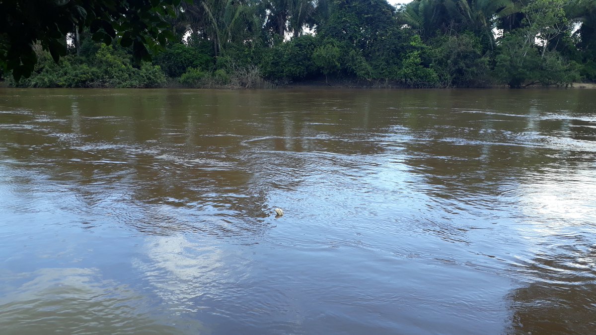 Balacubaco. tweet media