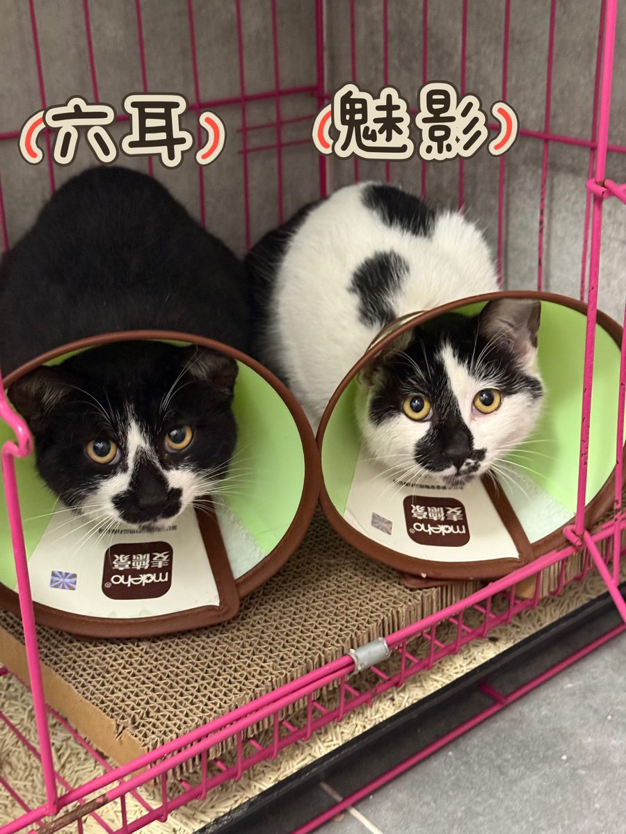 Boooo波妞! tweet media