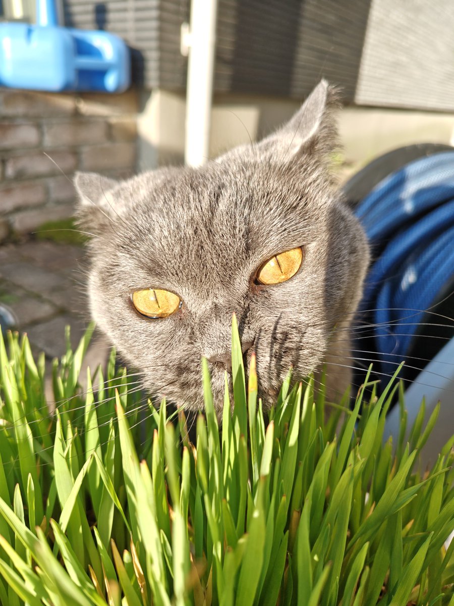 ねねねこ tweet media