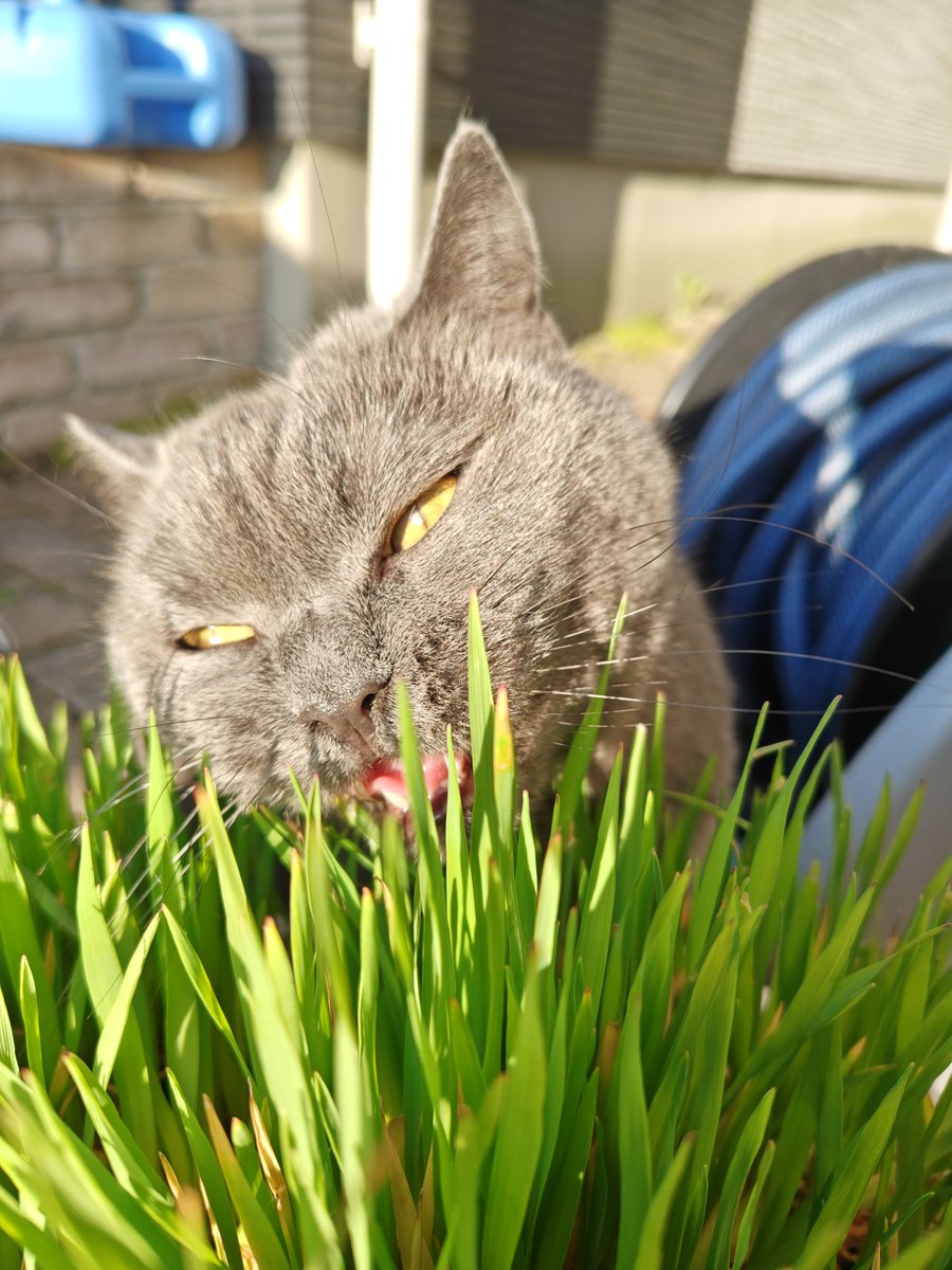 ねねねこ tweet media