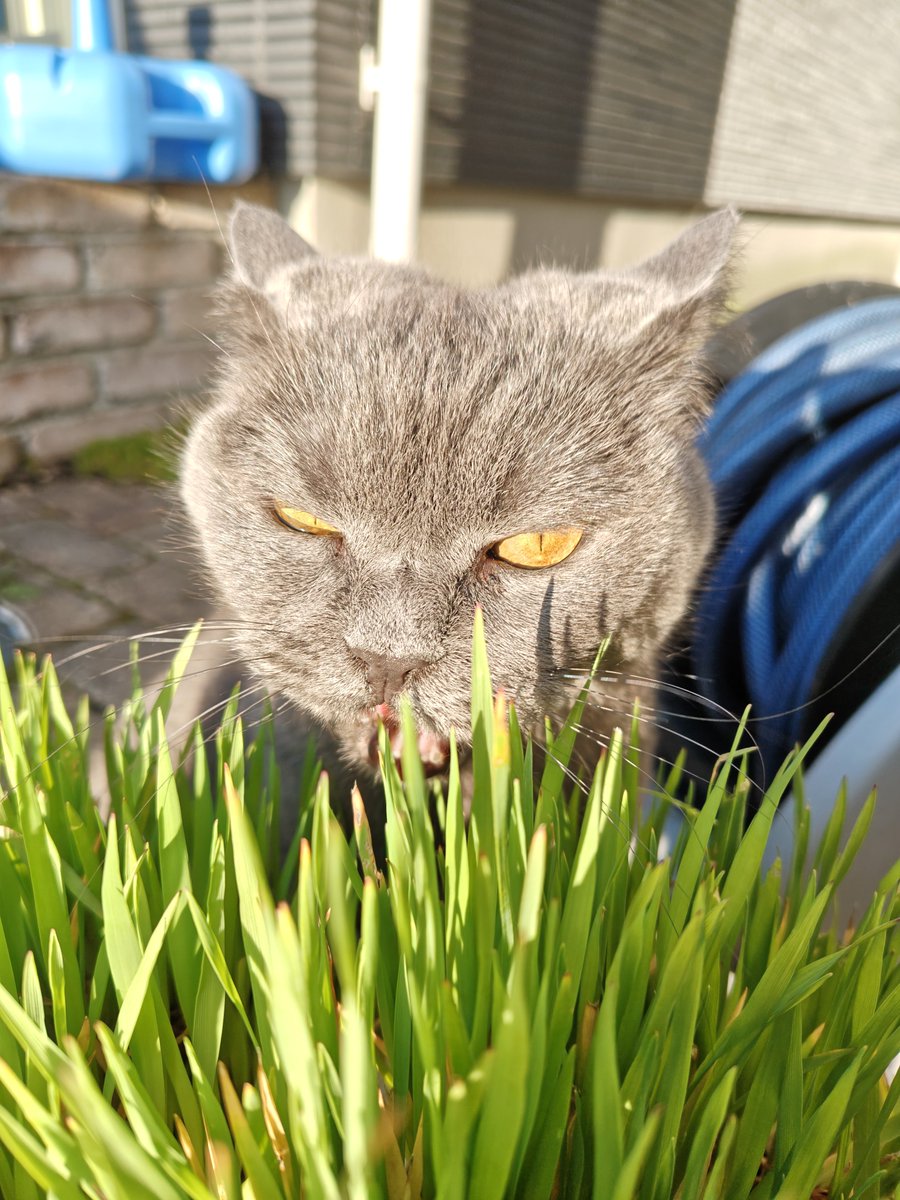 ねねねこ tweet media