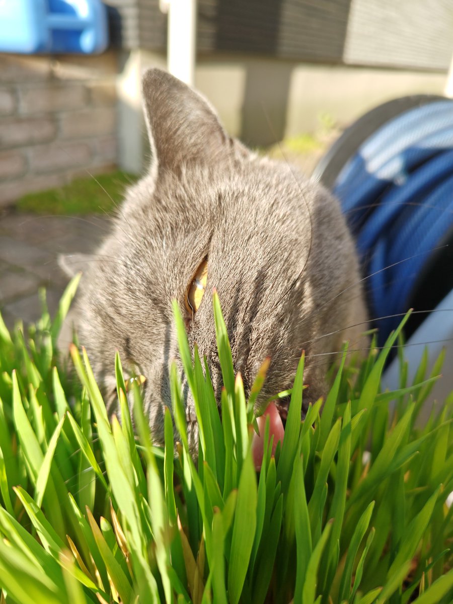 ねねねこ tweet media