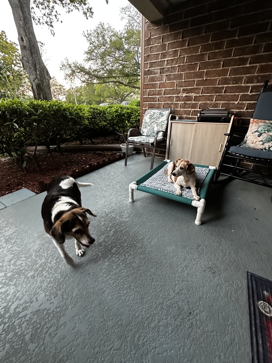 Bailey the beagle 🐶🐾💜 tweet media