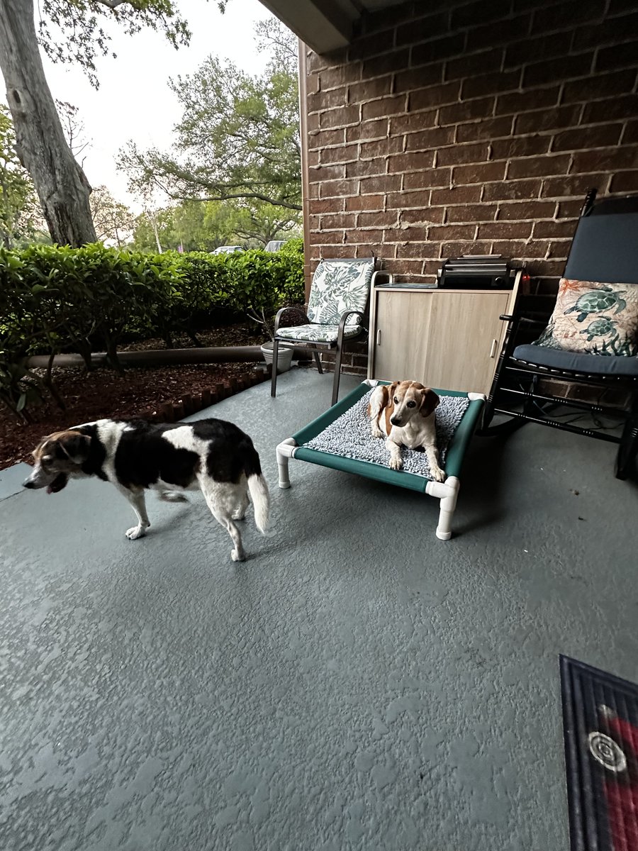 Bailey the beagle 🐶🐾💜 tweet media