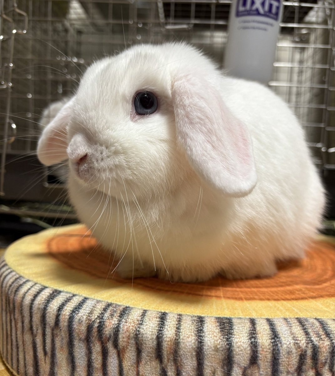 みしぇる🍏 tweet media