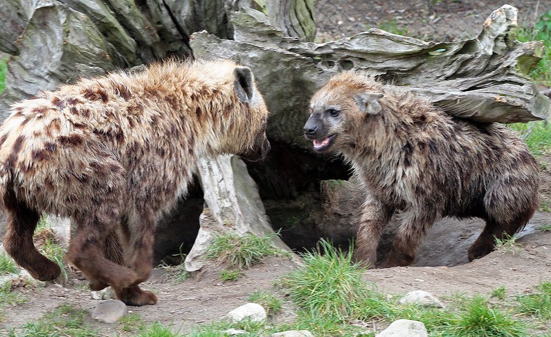 HourlyYeen tweet media