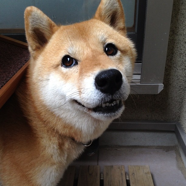 Shiba Every Hour tweet media