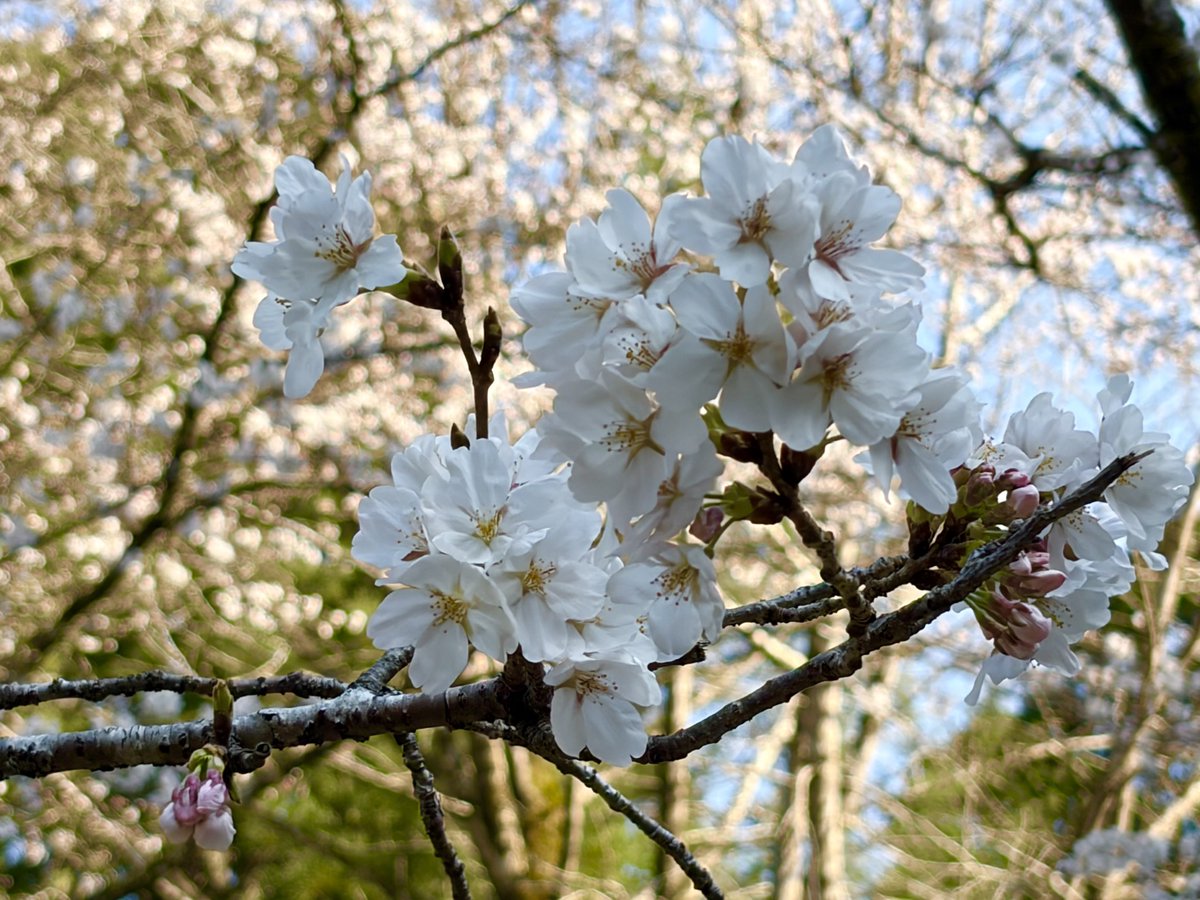 いかちゃん tweet media