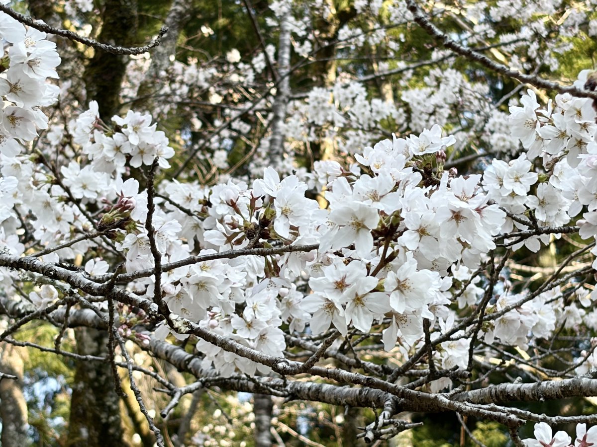 いかちゃん tweet media