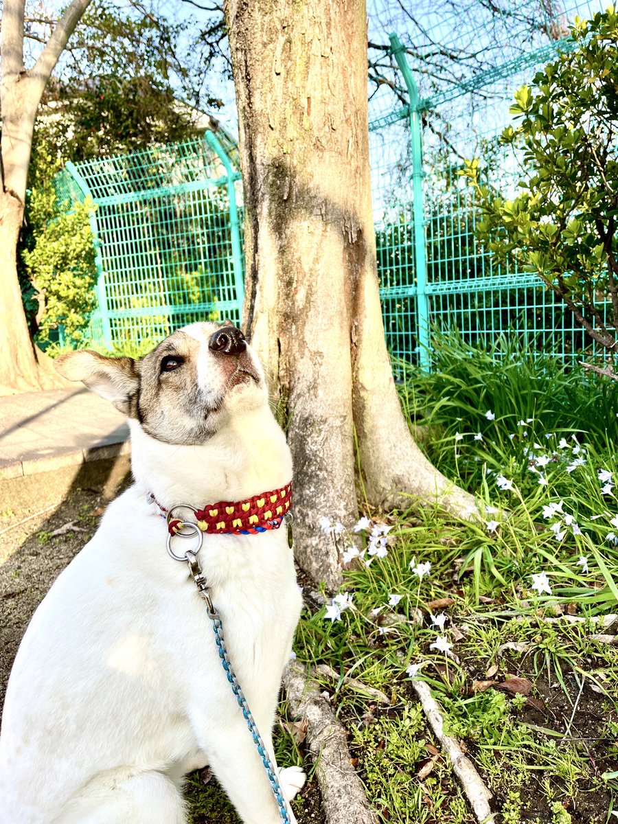 おはよーございます🤠

気持ちのいい朝散歩🐕
うぐいすが鳴いてました🦜ﾎｰﾎｹｷｮ
春だね🌸桜はまだまだだけど。

見上げるメロディー🐶

今日明日は配信お休みです🎶

今日も良い日になりますように✨