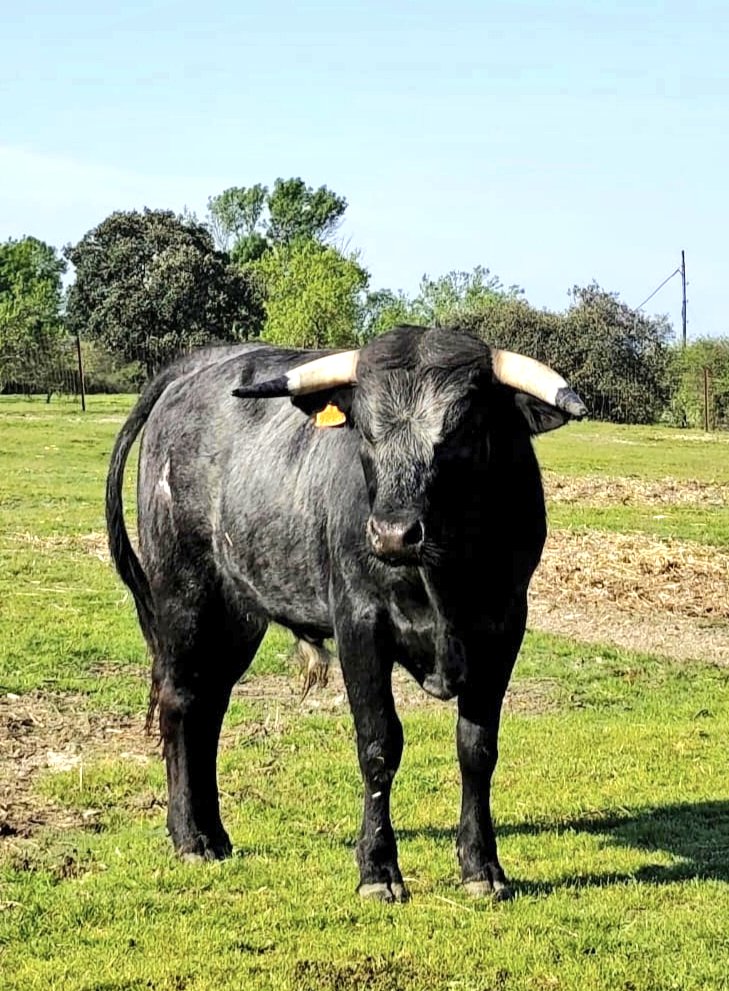 MC_huertasvega's tweet photo. Eral cardenito de la camada de esta temporada #ganaderiacristinahuertas #novillo #sinpicadores #erales #ganaderiabrava #tauromaquia #torear #cardeno https://t.co/2vvjyqURli
