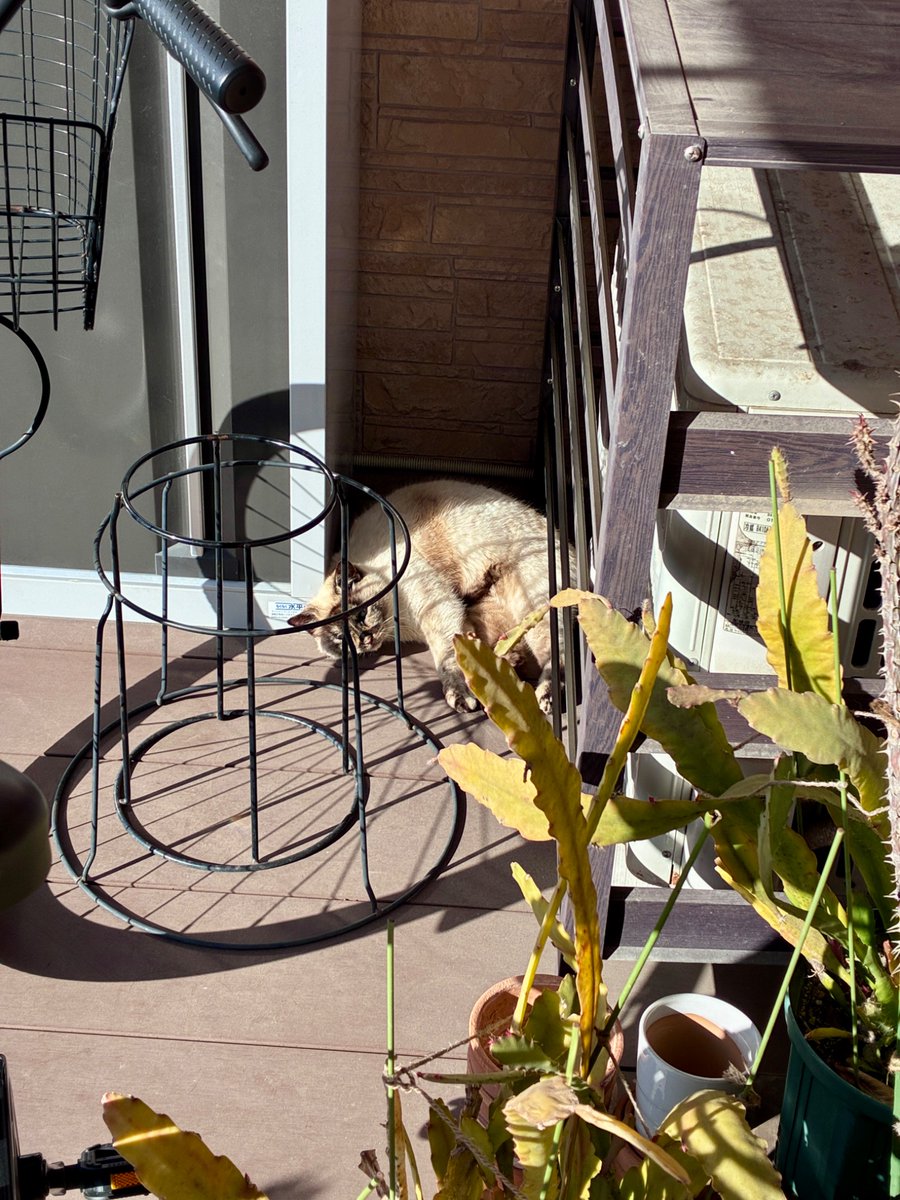 ジッターバカ tweet media