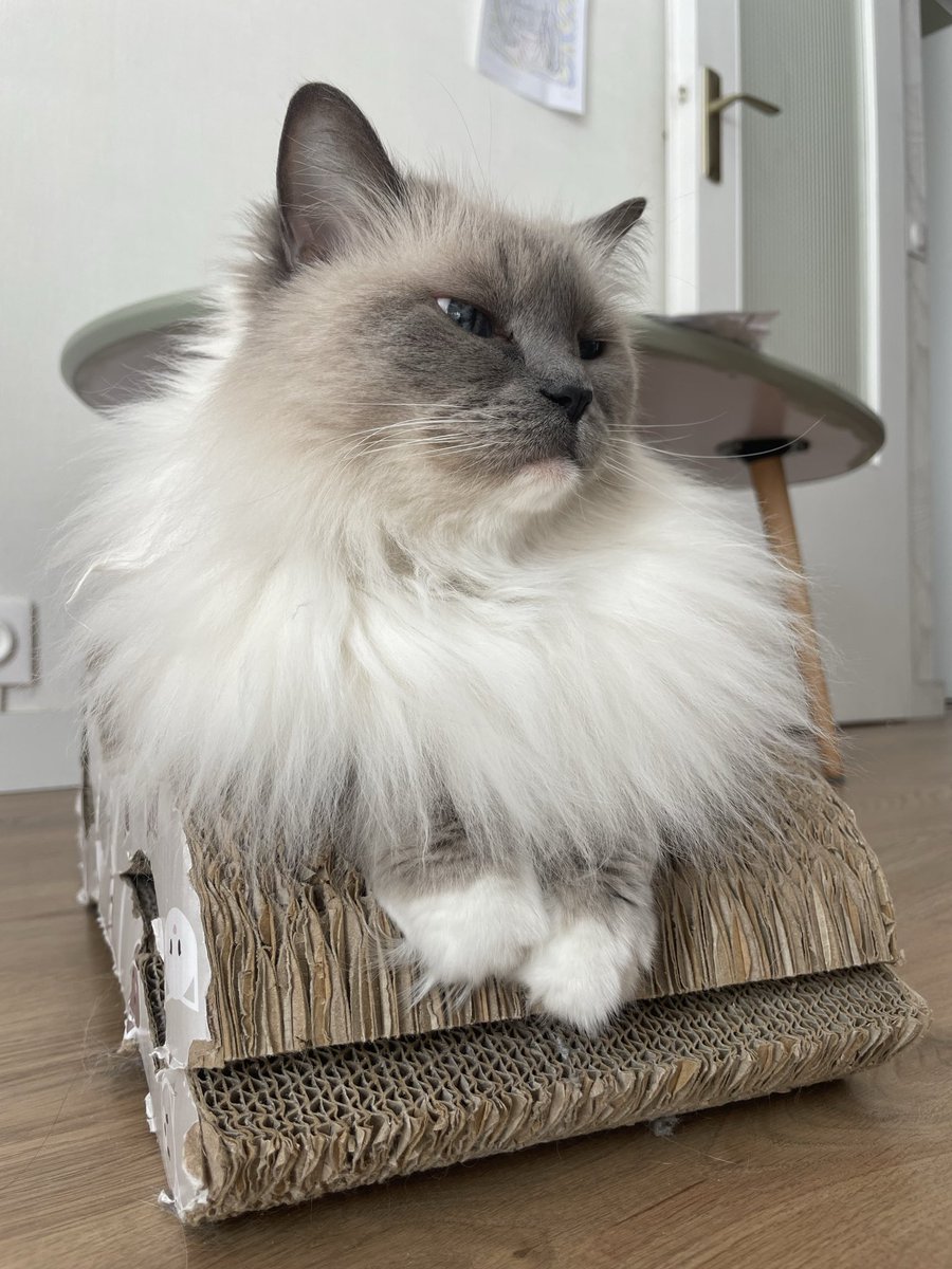 Jamais sans Maurice tweet media