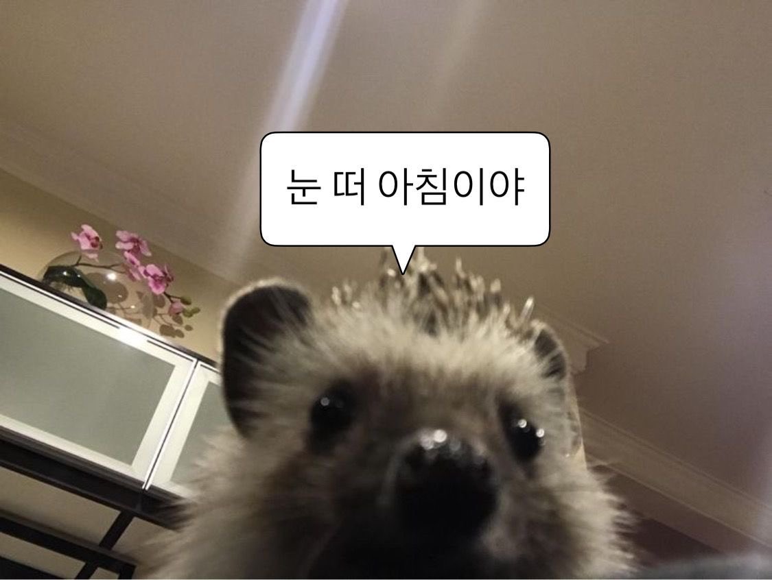 도토리 tweet media