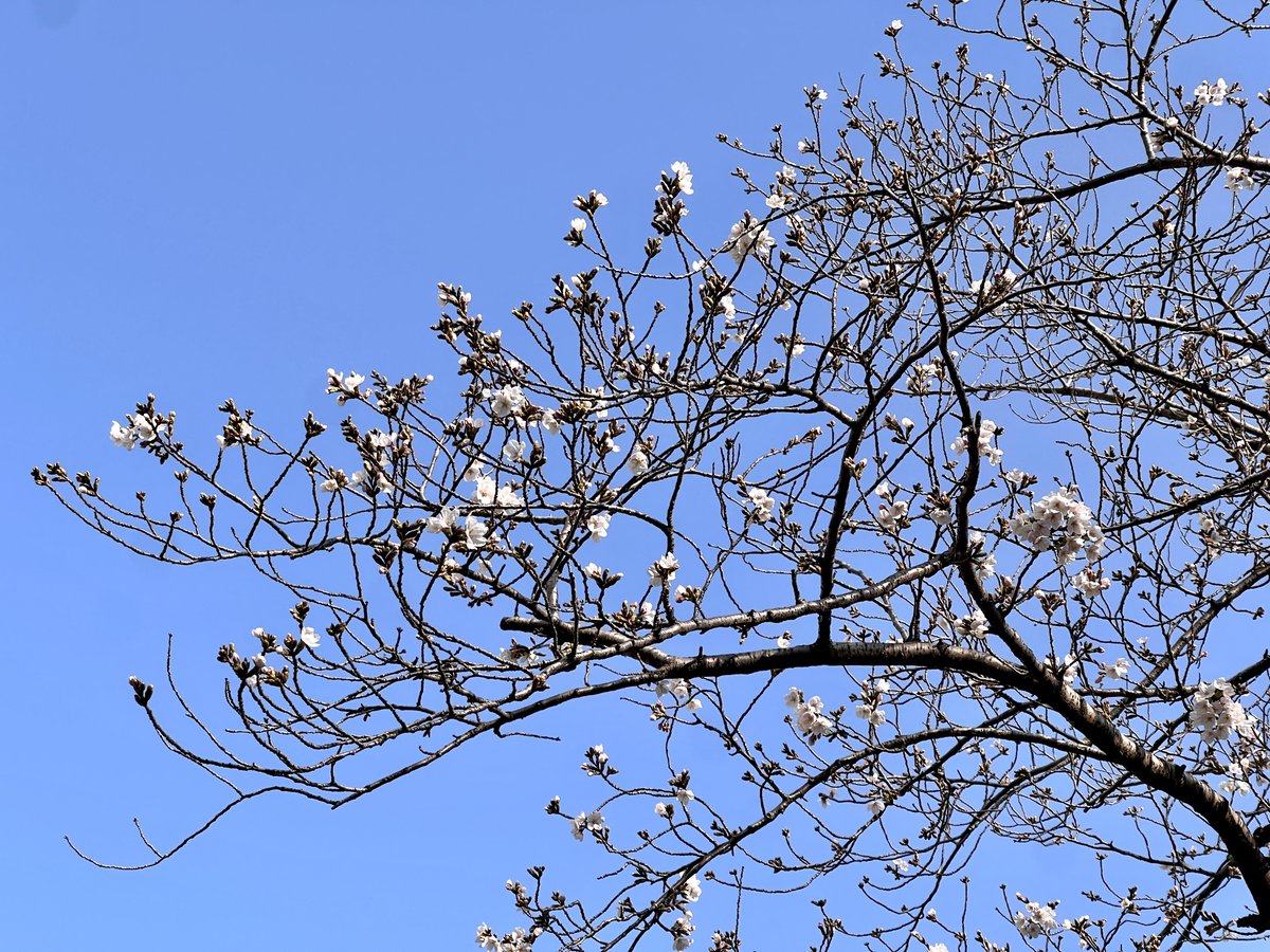 ホームセンターコーナン tweet media