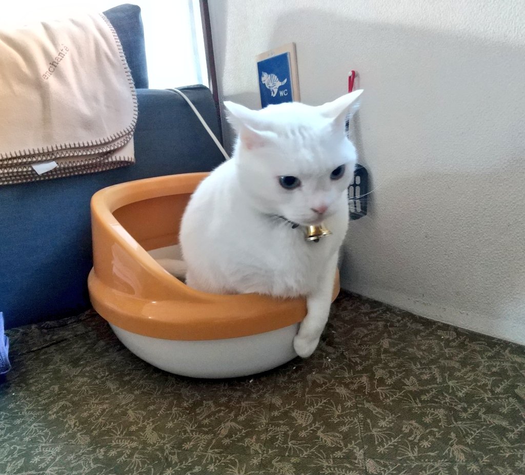 ふじお オースチン tweet media