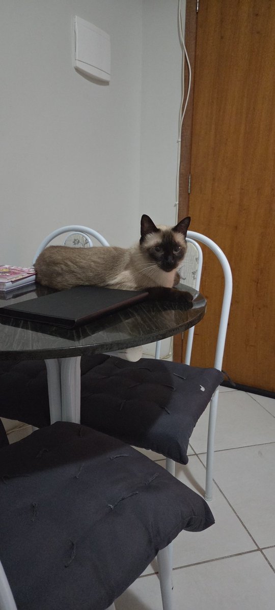 🇩🇪 🗑️ Talita sem h tweet media