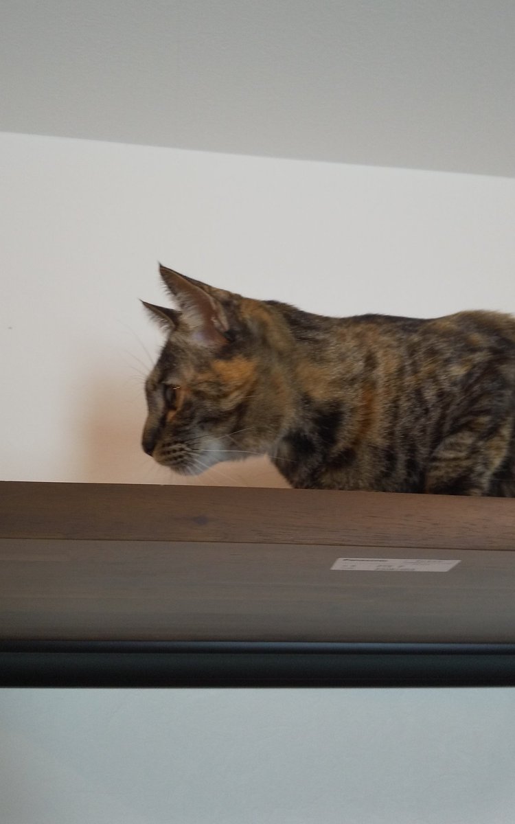 ケイコ tweet media