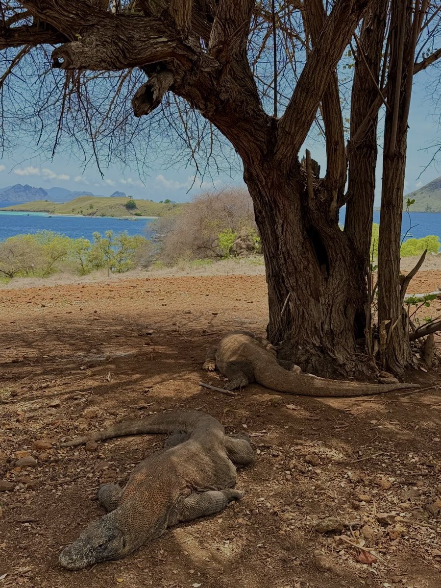 Noorie lova tweet media