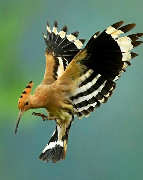 Яizal do tweet media