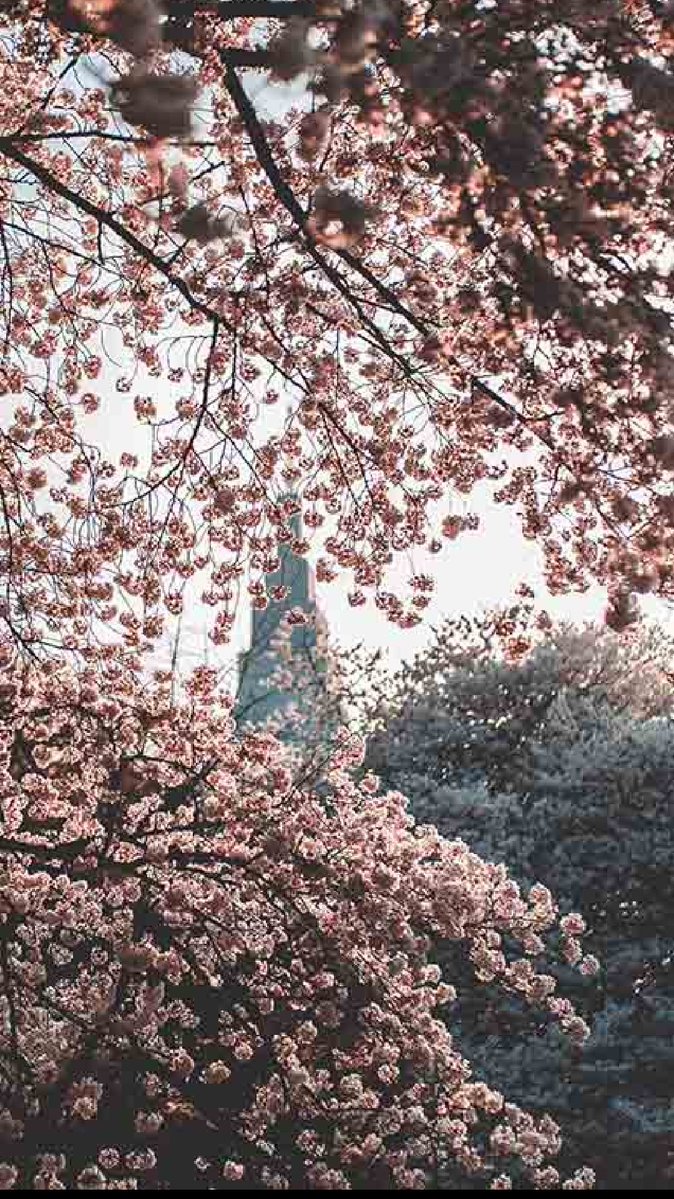 ピカ🌸 tweet media