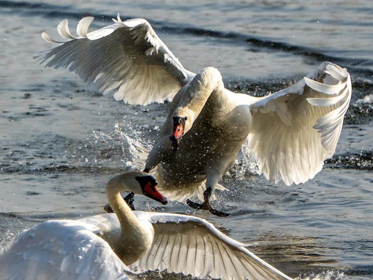 jason_whitman's tweet photo. Mute swans fight over a mate at the Fernald Nature Preserve. Mute swans are highly territorial birds that fight fiercely for mates and breeding sites, particularly during spring. Males (cobs) may battle rivals, sometimes attempting to drown them, to secure a female. https://t.co/wGL3J5N0im