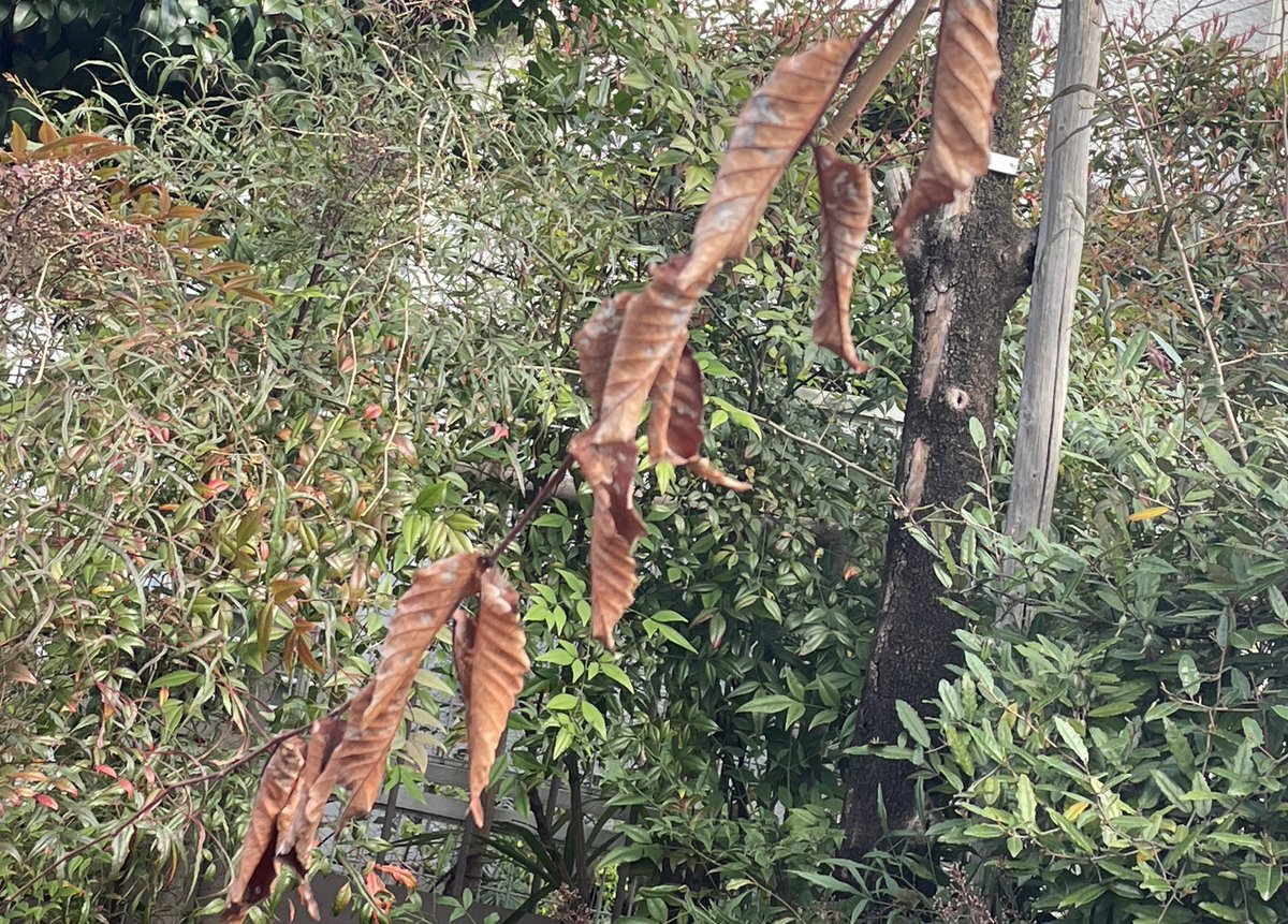 武内享 tweet media