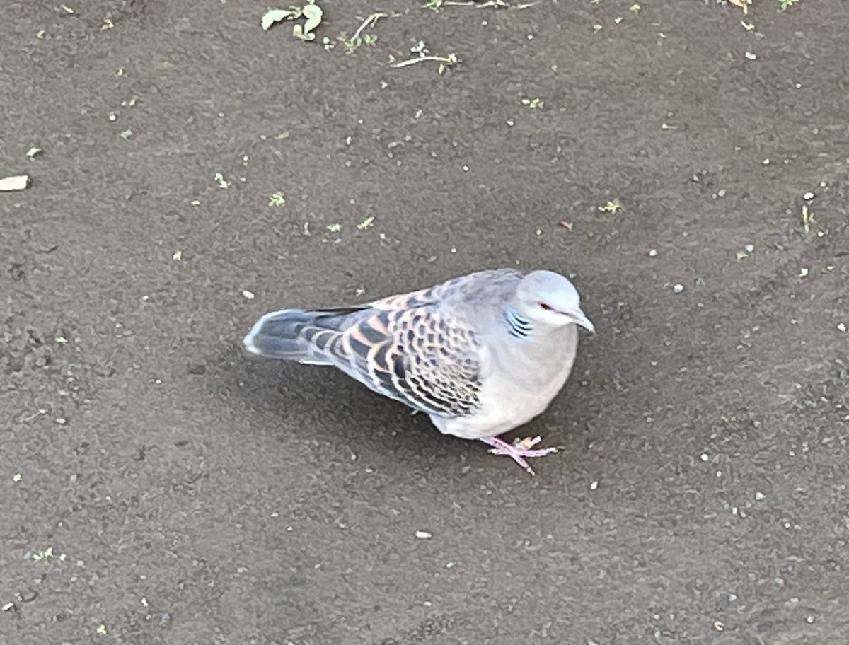 武内享 tweet media