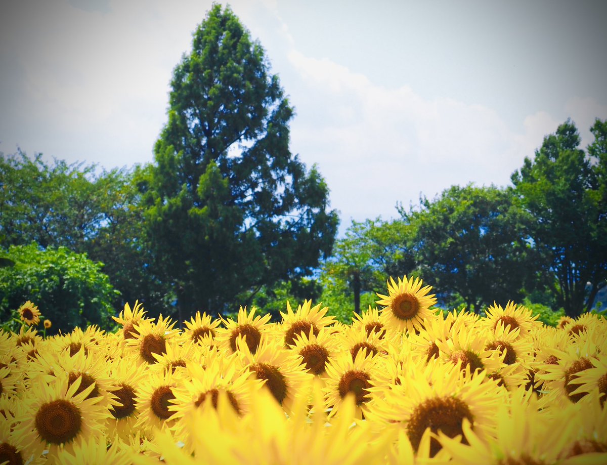 di33443's tweet photo. #7日7色写真展
春夏秋冬🟡

春のミモザ
夏のひまわり
秋のいちょう
冬も呑んだコロナ…🍻 https://t.co/EBGYeHgzZ9