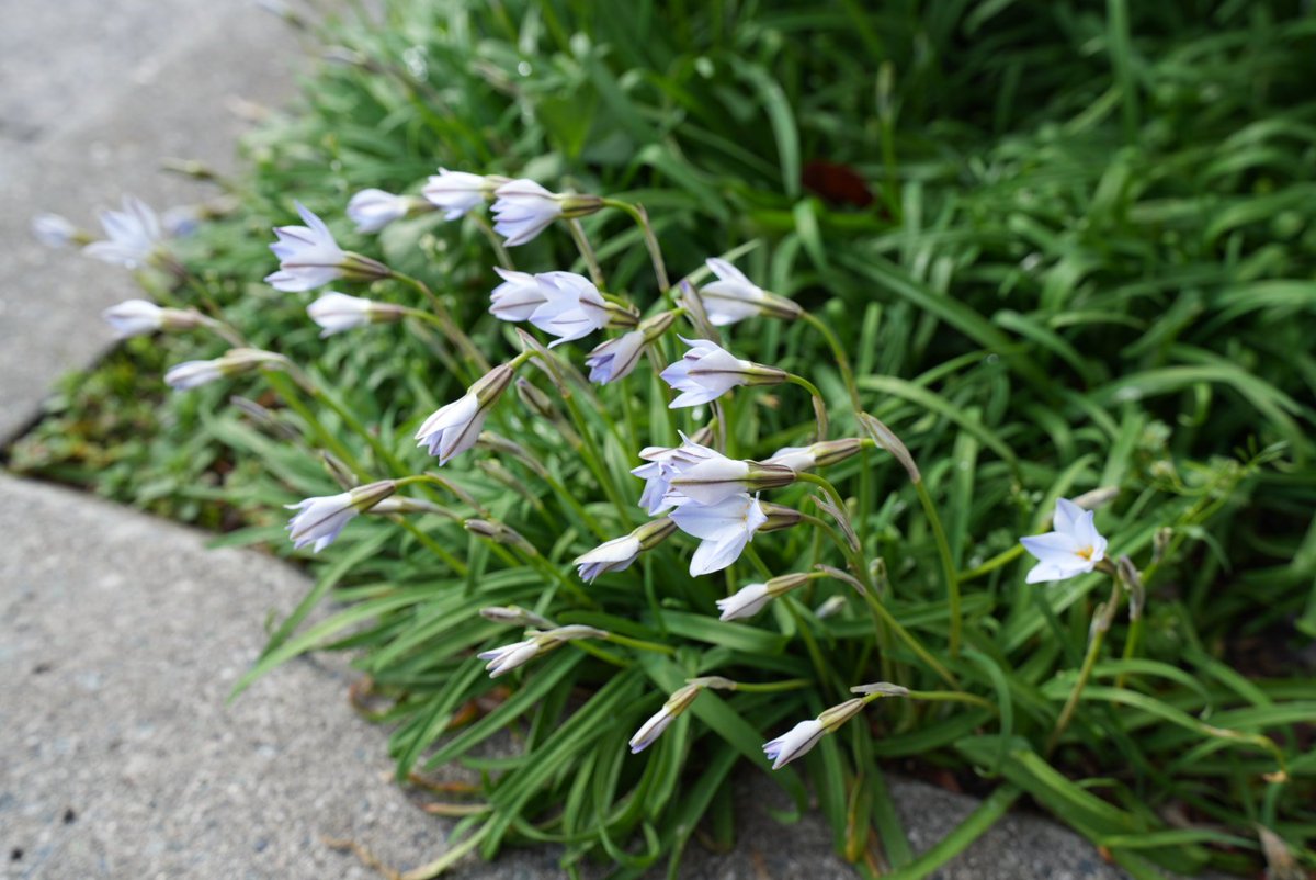 ナホン tweet media