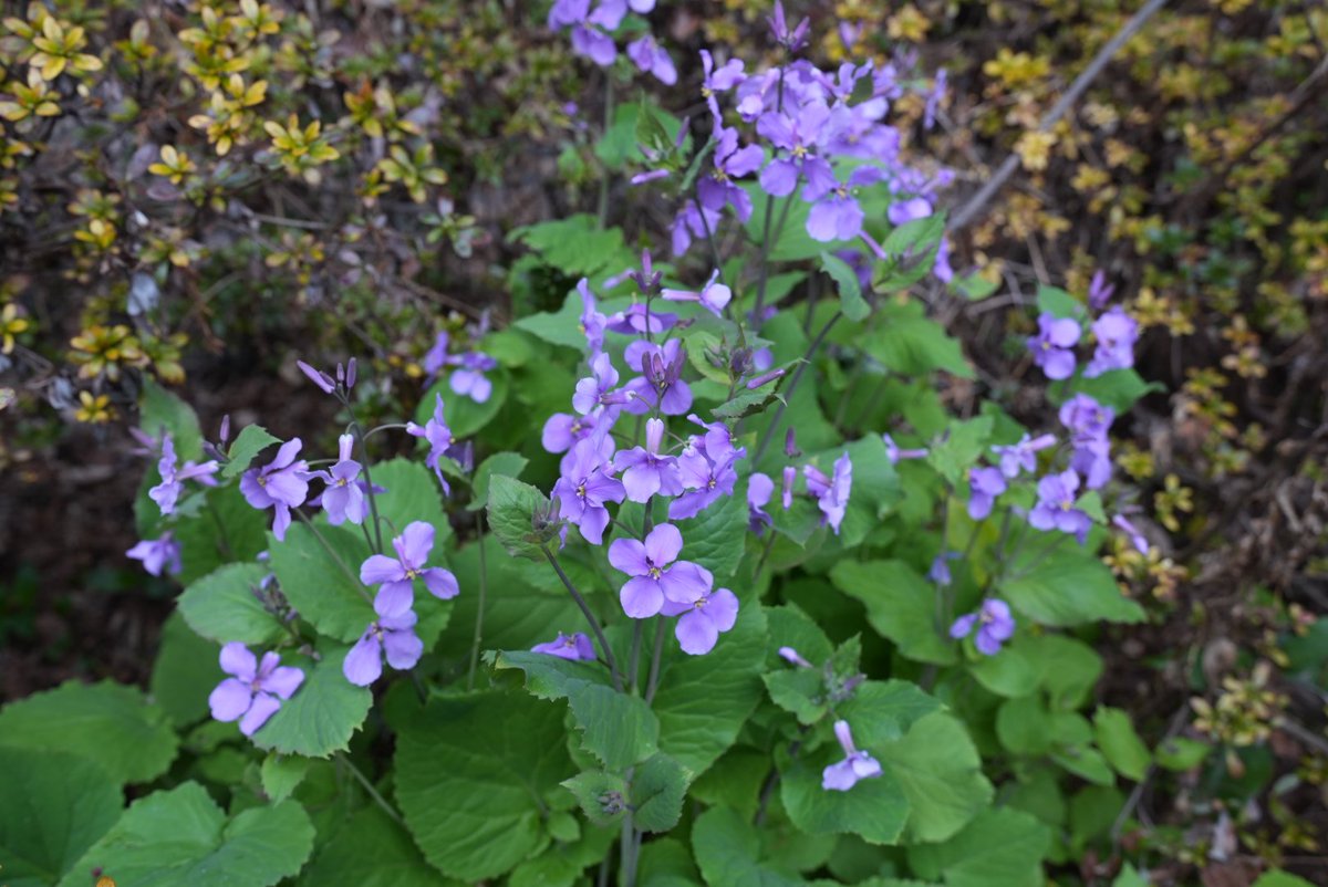 ナホン tweet media