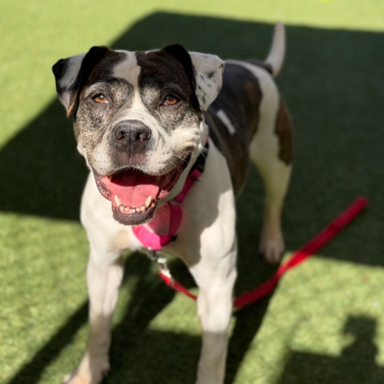 tomsland_'s tweet image. t's too late. Gorgeous Cozy has been senselessly and brutally killed by NYCACC💔😭😭
RIP beautiful Cozy. Unlike the heartless monsters at NYCACC #AllDogsGoToHeaven🌈