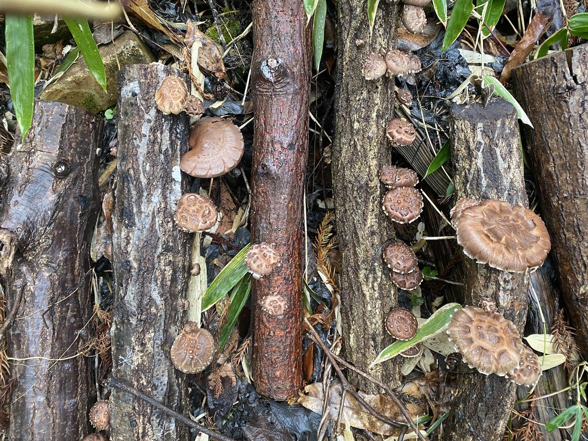 雪うさぎ🐰銀活百姓🪙自給自足🌾自然栽培米 tweet media