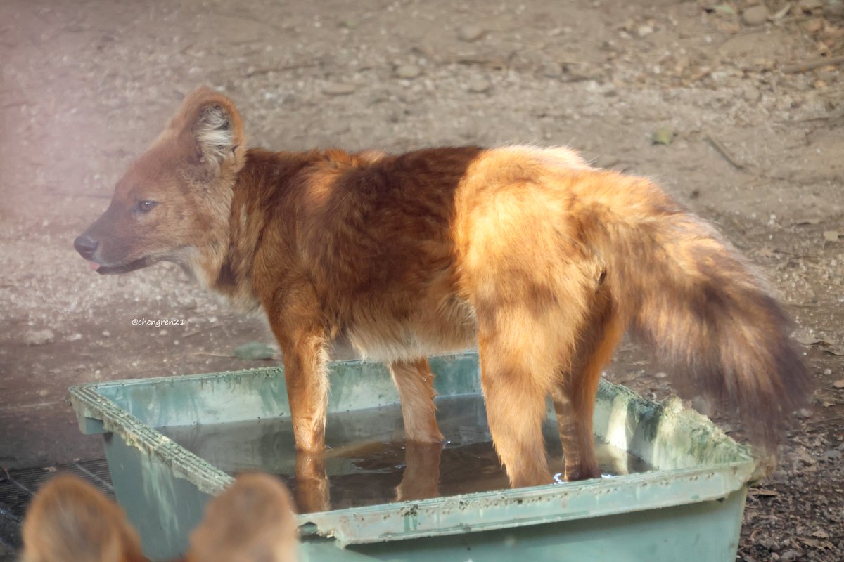 Cheng-Ren🦊🐺 tweet media