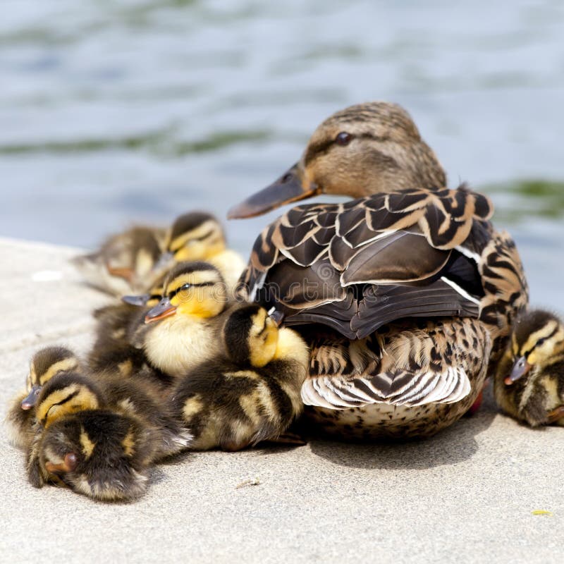 Casi los aplastan en la carretera