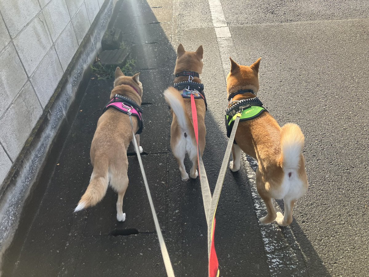 瞬とぴいぷる (瞬ぴぃ) tweet media