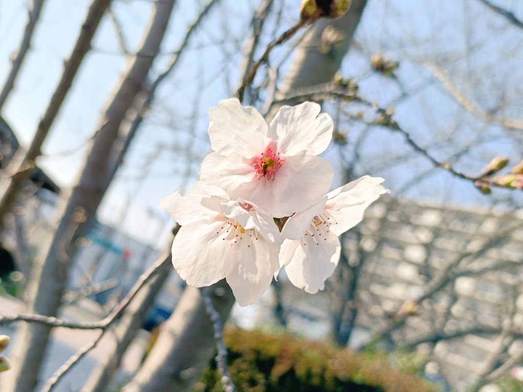 ゆきしろ❄ tweet media