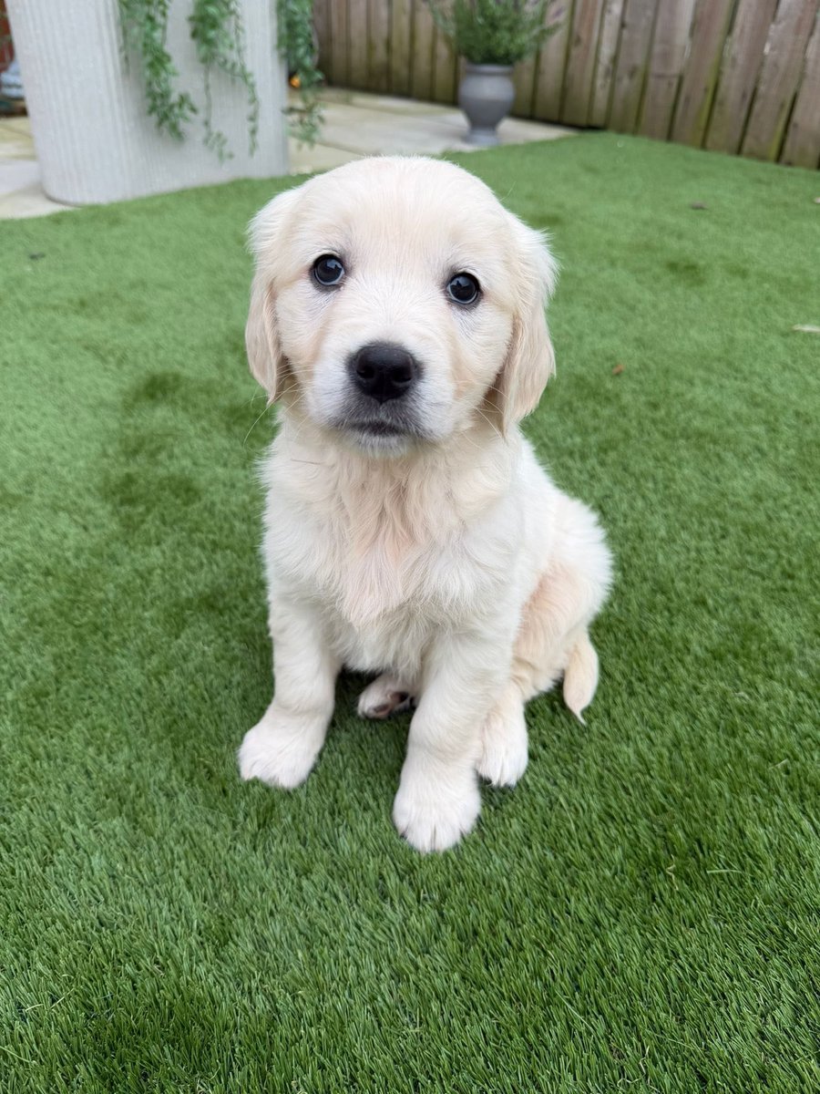 Trevor Donovan tweet media