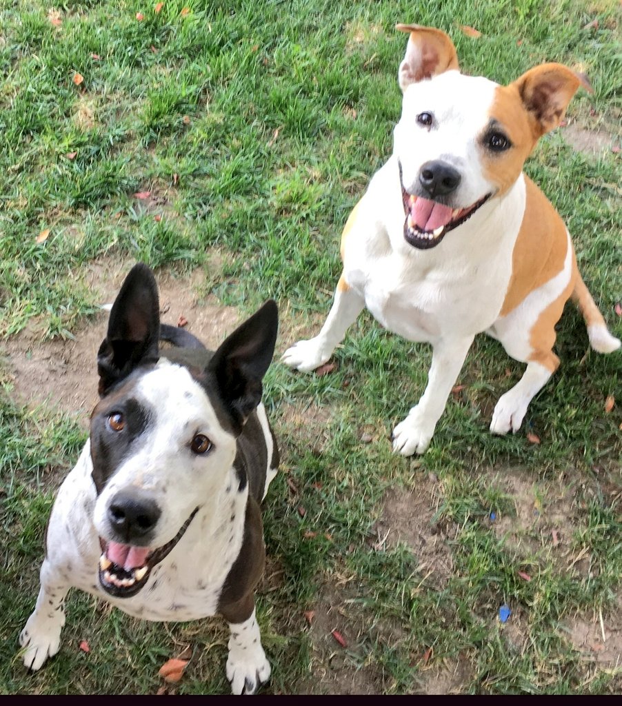 bonnie blue ♀ tweet media