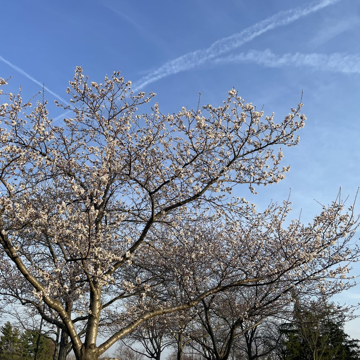 アメリカの桜も咲いた☺️