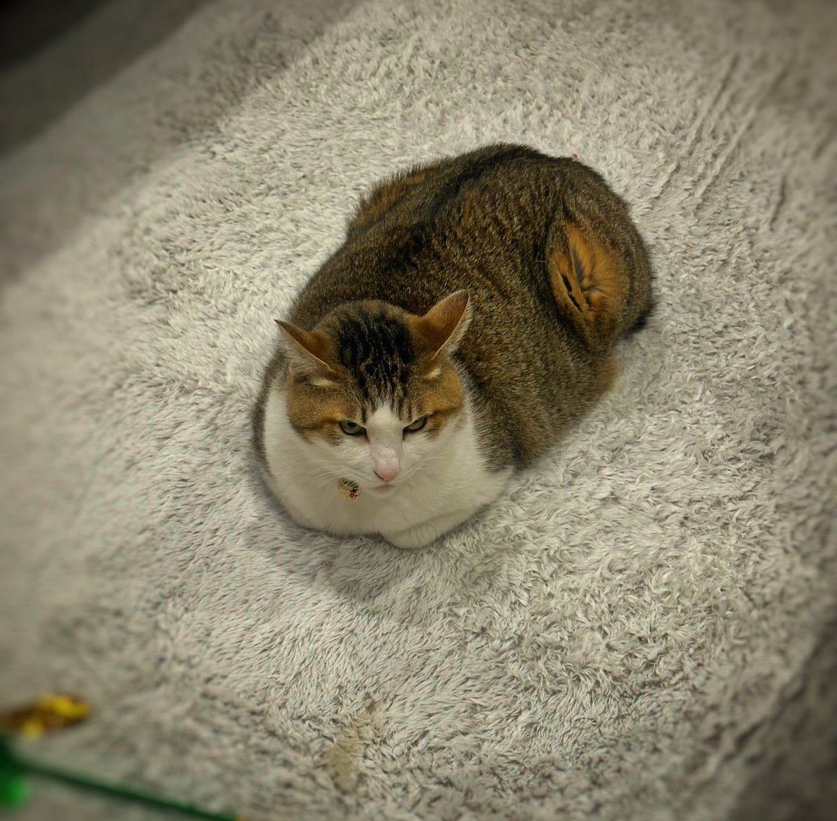 激辛くノ一@殺陣集団九戸党 tweet media