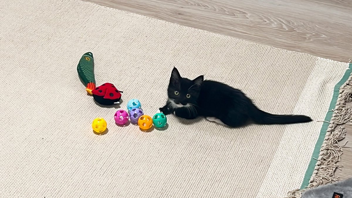 こはぜ tweet media