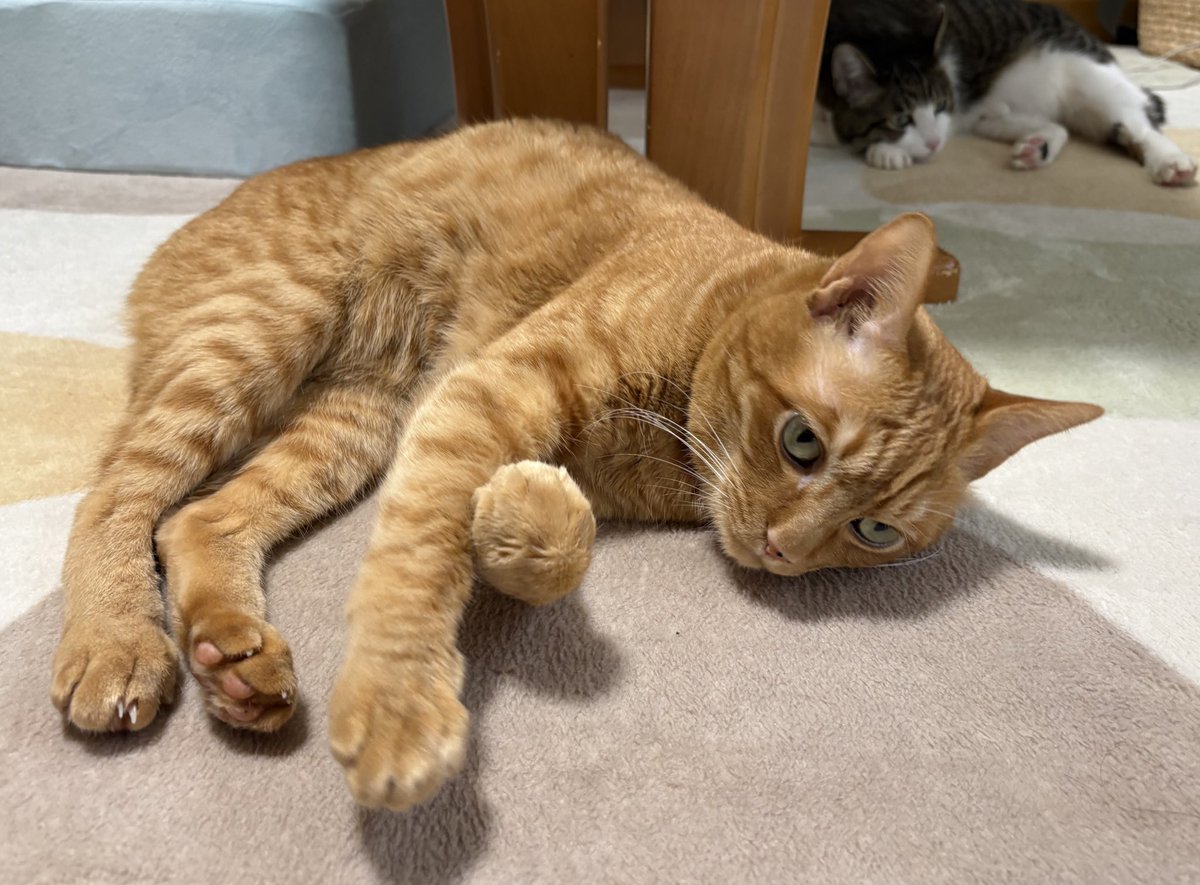 とこも tweet media