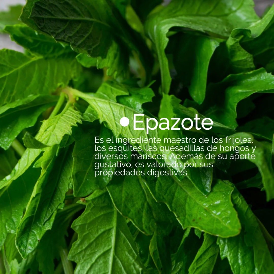 #Familia 🍃

🌿 En esta época de cuaresma una de las hierbas más usadas es el #Epazote con una personalidad rústica e inconfundible 🌿

#NachoLastra 🌱
