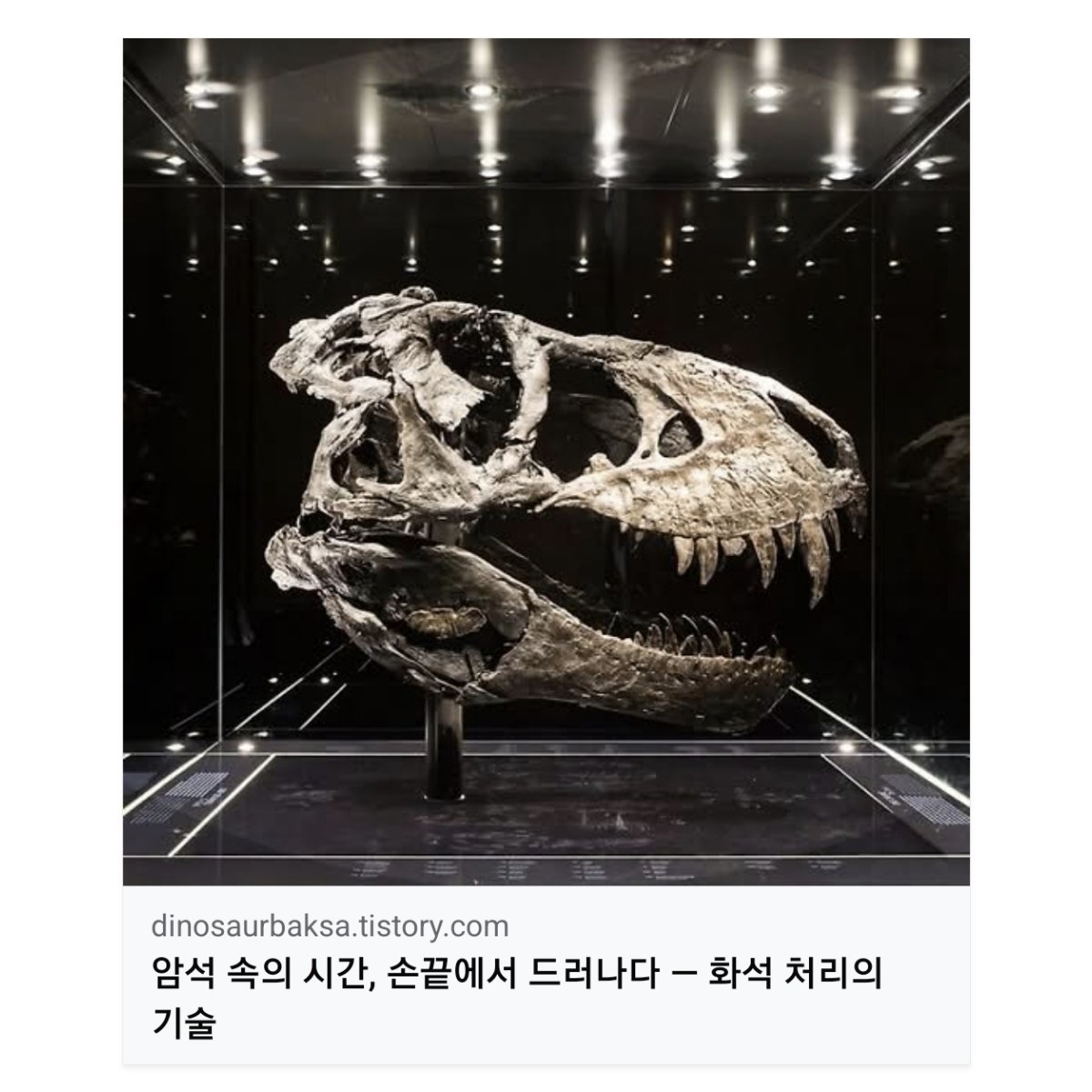 공룡 박사 박진영 tweet media