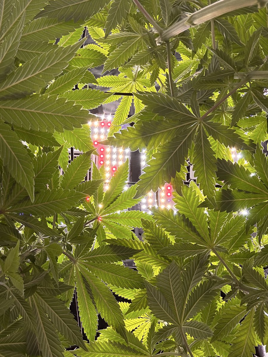 Cabin Early tweet media