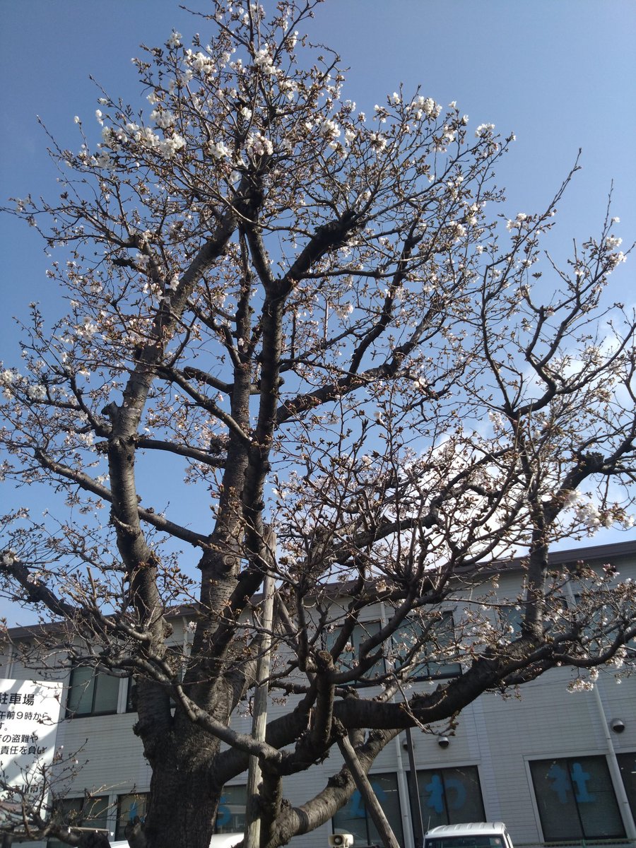 どーみん。（千葉県民） tweet media