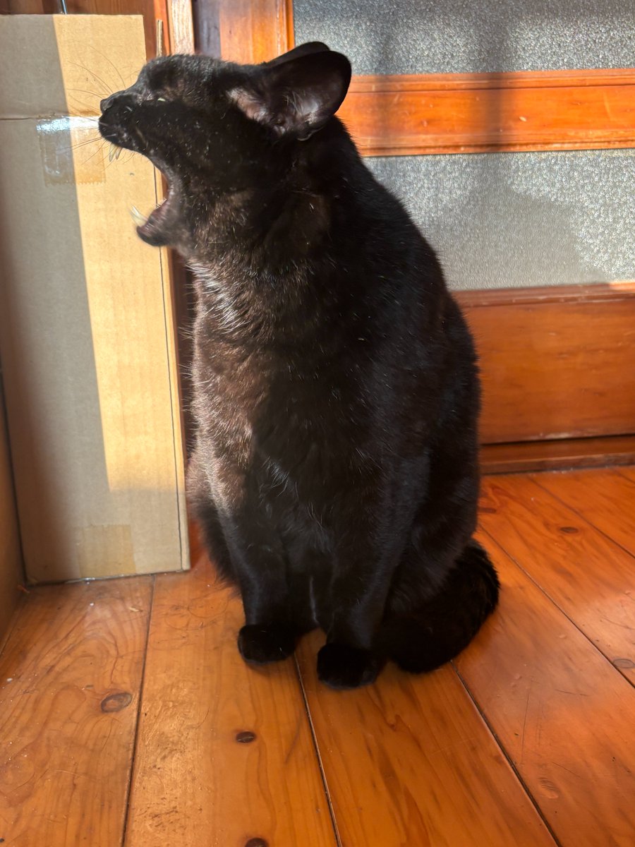 shinnosu_key's tweet photo. おひさまのやさしいいい朝なんよ

ふわぁっとあくびも出るんよ

ふてぶてしそうに見えるけど、実はぼくはおっとりして人懐っこいんよ

と、言っておられる。

＃猫のいる暮らし 
＃黒猫　
＃ねこかわいい https://t.co/5k0IMHuW0u